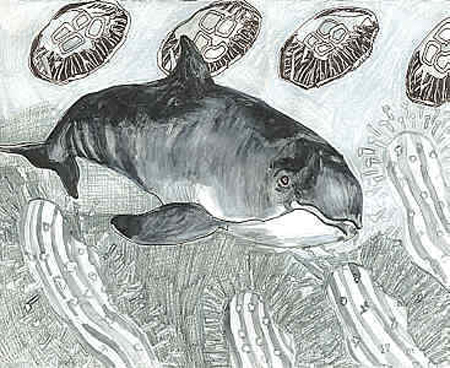Porpoise with jelly fish